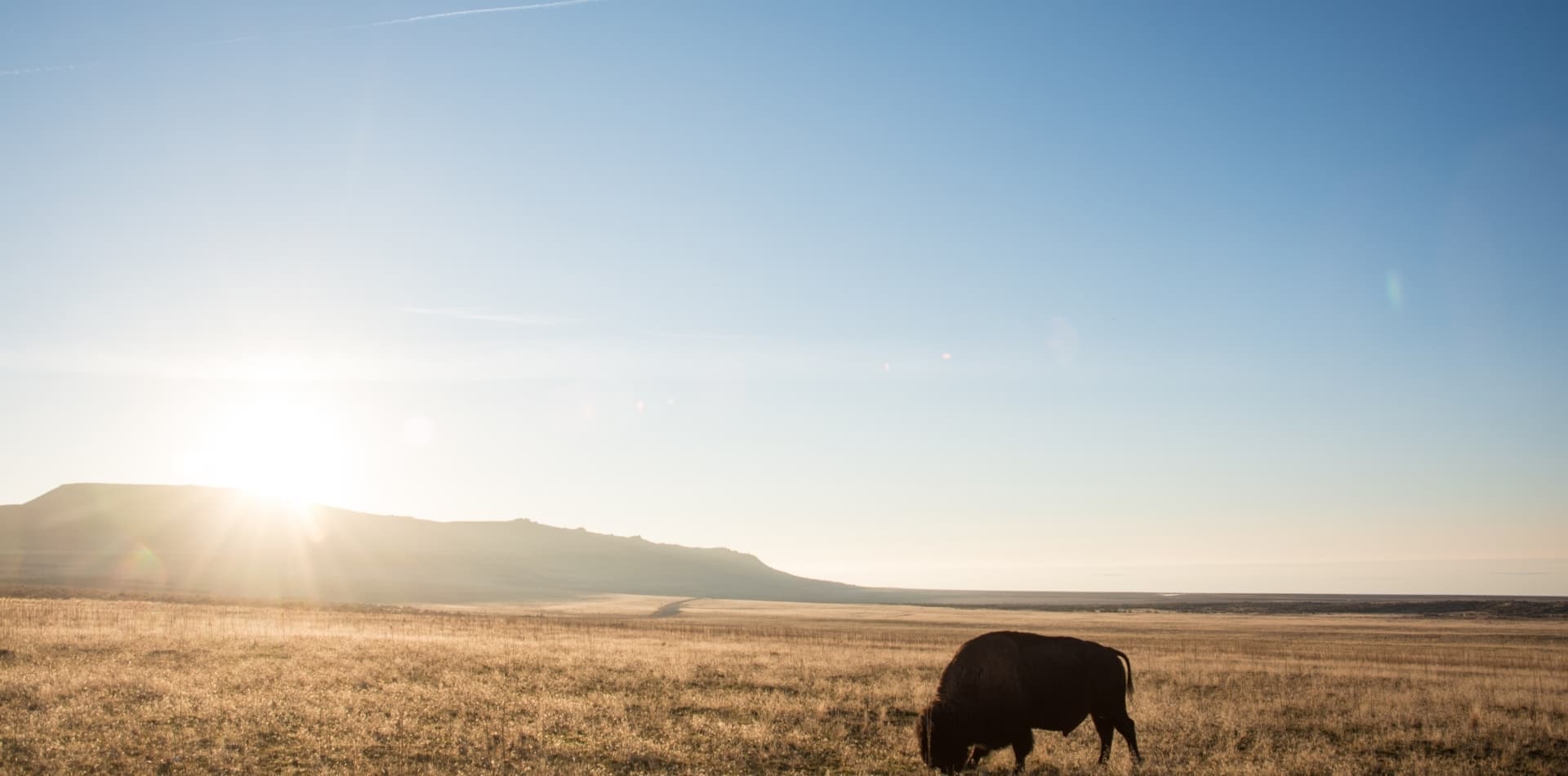 Buffalo Campus. MHA Nation / Twin Buttes.
